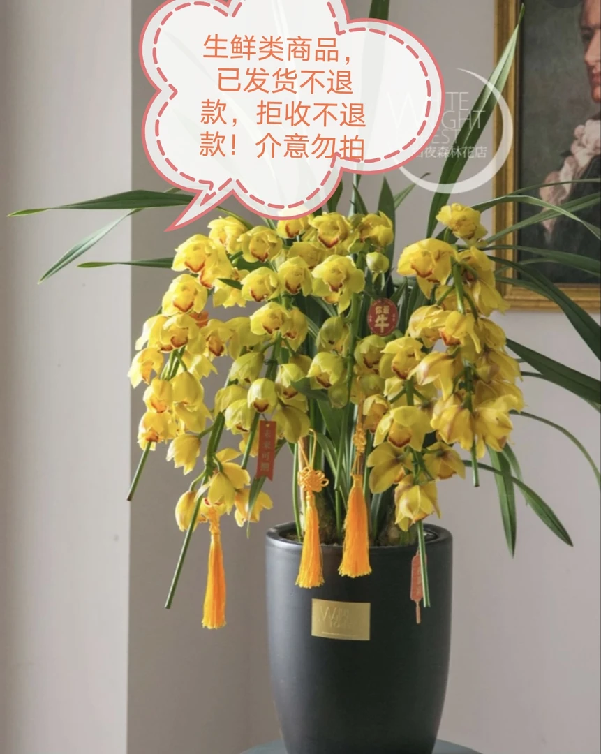 帝王版黄金万两（已发货不退款拒收不售后大花蕙兰消苞坏盆不售后）