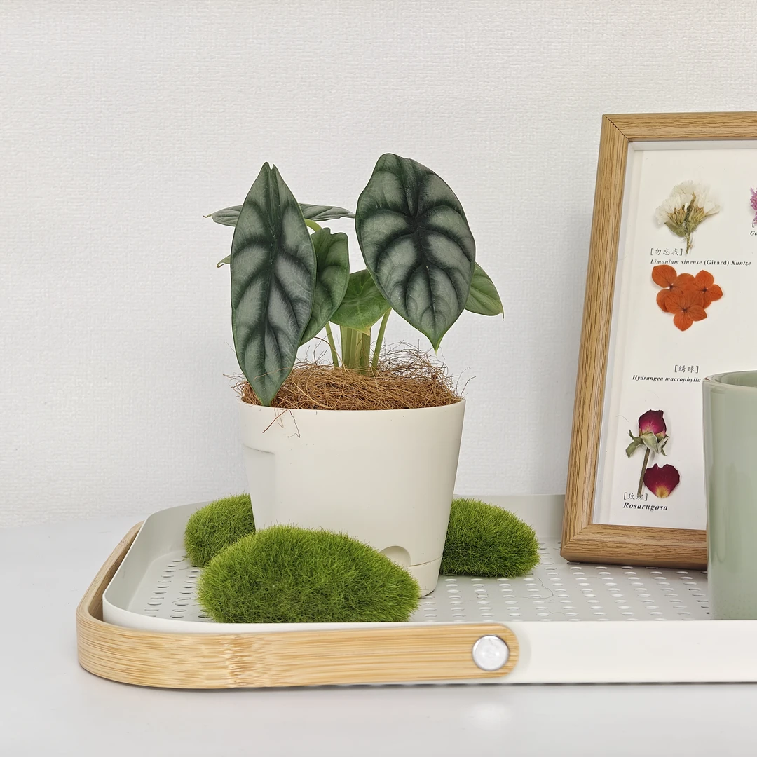 【白犀牛海芋】室内居家办公网红袖珍北欧风ins叶片喜阴耐旱绿植