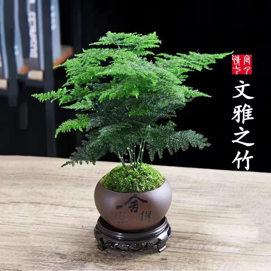 文竹盆栽植物办公室庭院室内桌面净化空气花卉大全中式禅意小绿植