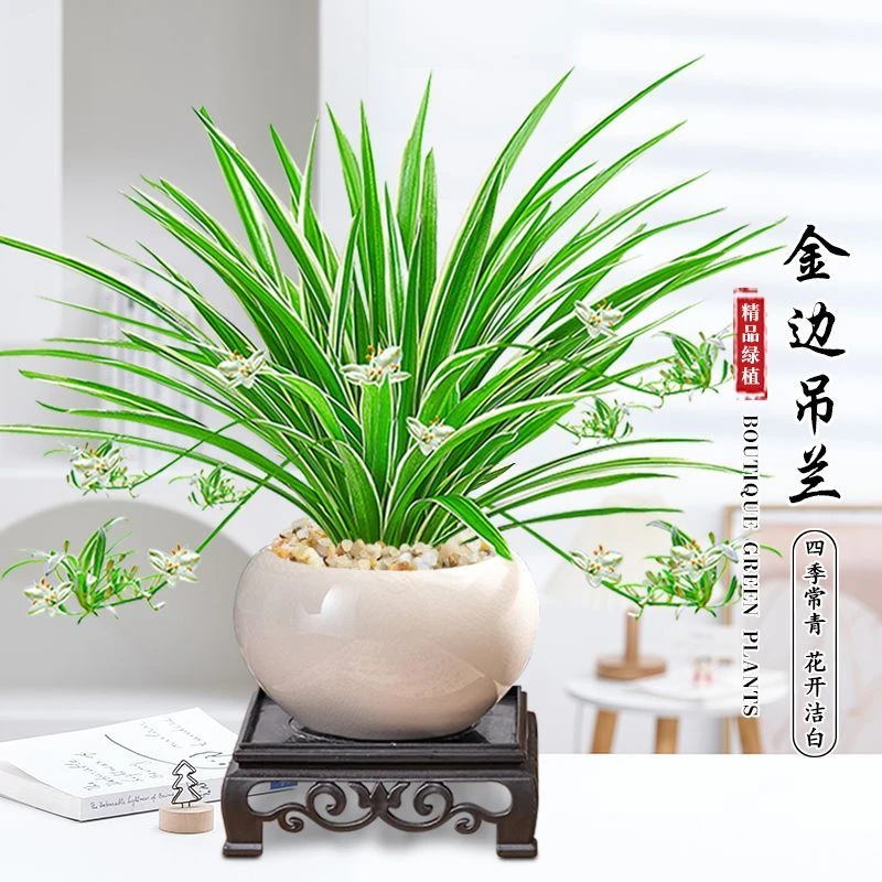 金边吊兰盆栽室内办公室净化空气绿植四季水培好养除甲醛植物花卉