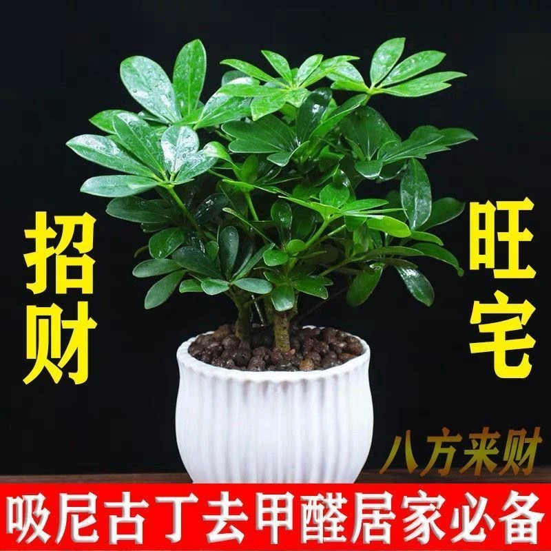 四季常青八方来财鸭脚木室内阳台桌面绿植盆栽花卉发财树苗七叶莲