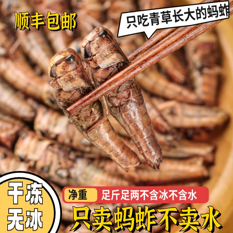 蝗虫新鲜冷冻蚱蜢蚂1蚱鲜活体速冻纯母去翅带籽食用烧烤油炸美食