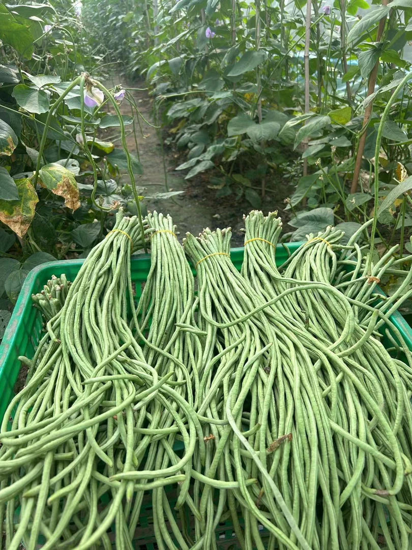 河南农家自种豇豆长豆角当天采摘酸豆角炒菜首选
