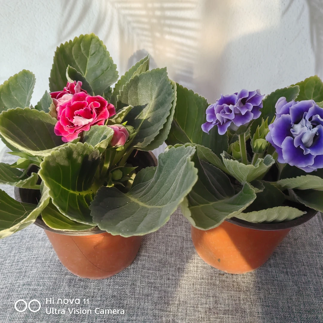 【新疆包邮】芙蓉花