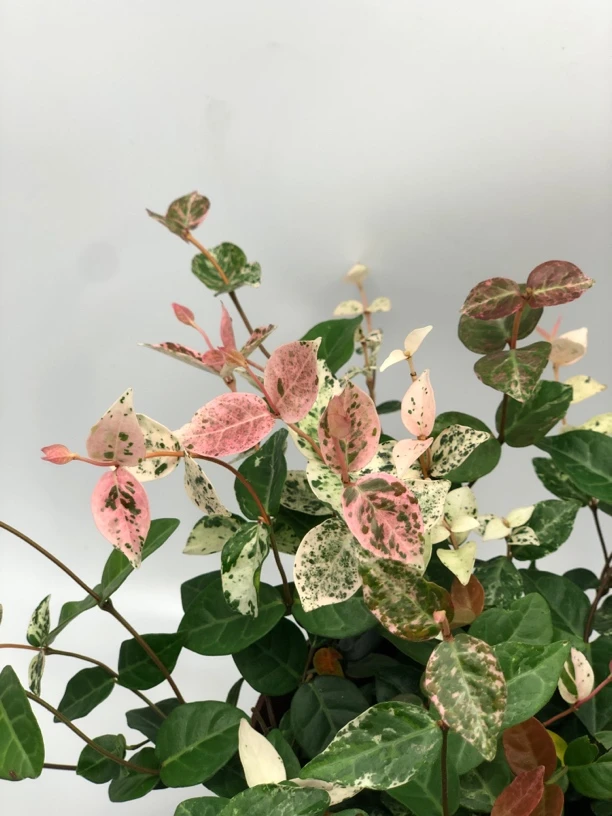 花叶络石 叶子比花好看