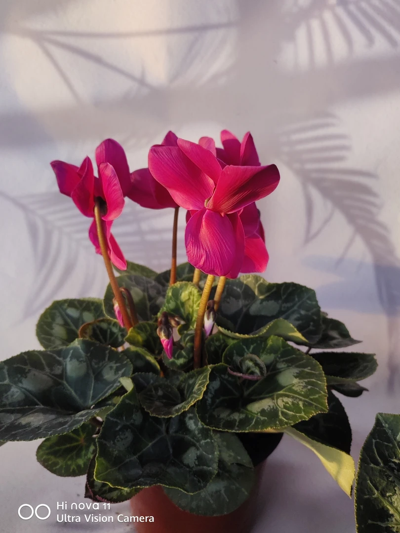 仙客来  高级观花植物  喜凉花卉