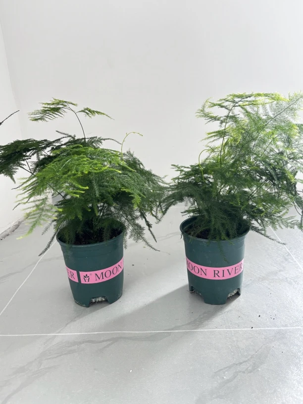 文竹办公室桌面（拍一发二 全疆包邮）