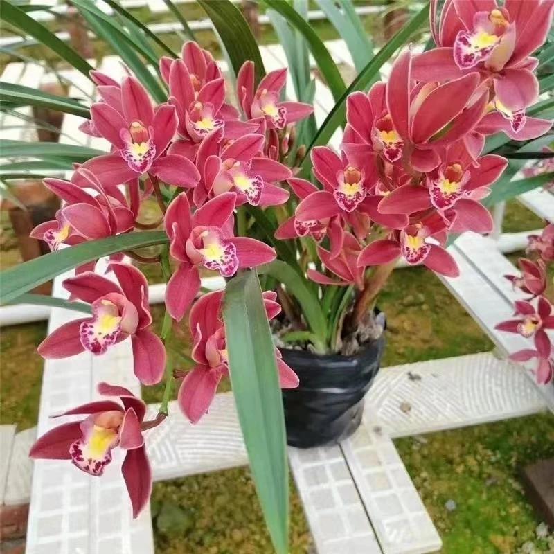 蜜蜂兰【红双喜】大气【4-5花】新品种带花苞兰花易养活