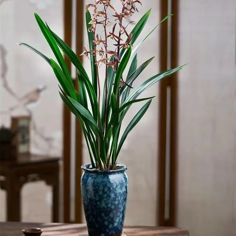 建兰兰花【墨兰】室内高档绿植花卉阳台好养活