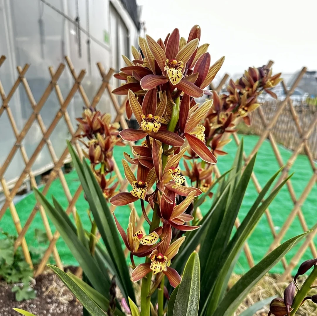 年宵花大花蕙兰【韩国桃花】室内高档绿植花卉阳台好养活