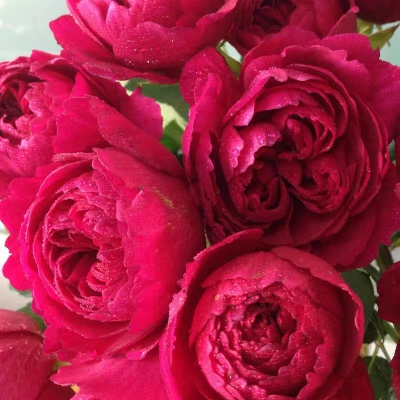 【宏哥月季】真彩230 1加仑原盆原土 丰花多季开花月季