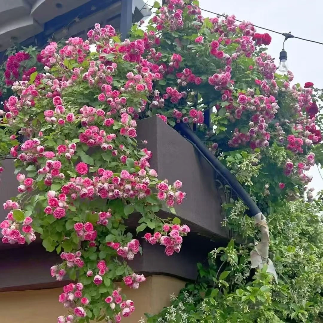 【宏哥月季】胭脂扣  瀑布花海必选品种多季开花爬藤月季蔷薇