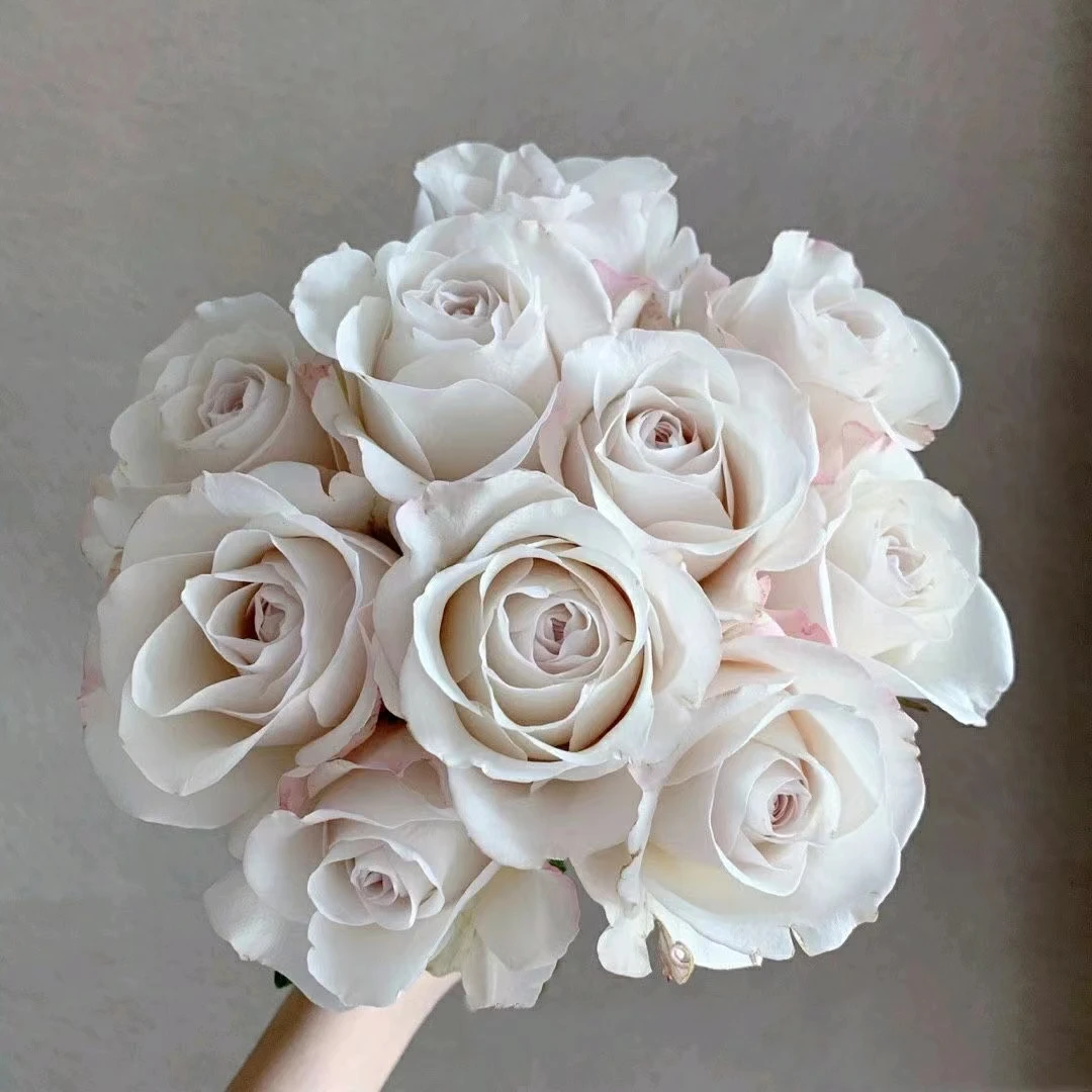 宏哥月季《银色衬裙》 裸根苗 大花丰花 多季开花月季