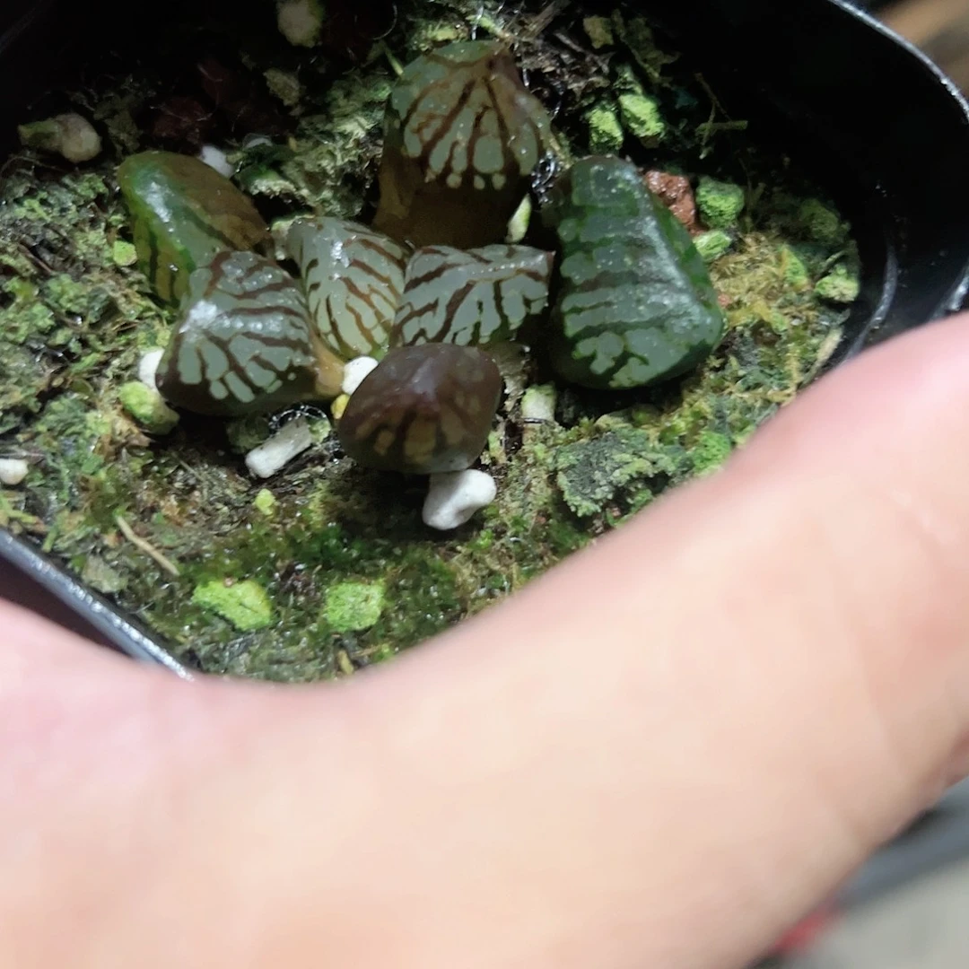 魔界变异十二卷多肉植物满