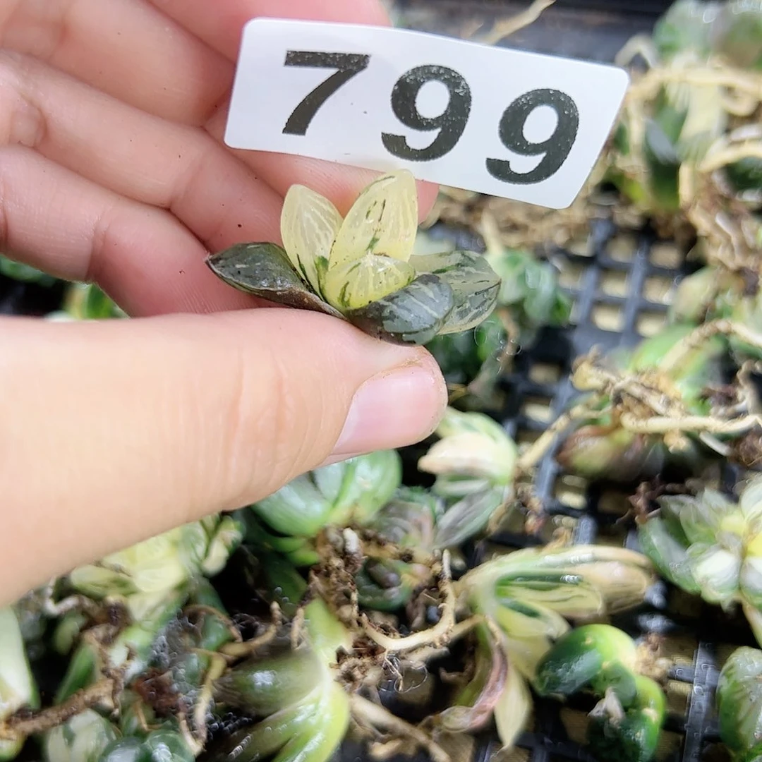 红红火火恍恍惚惚