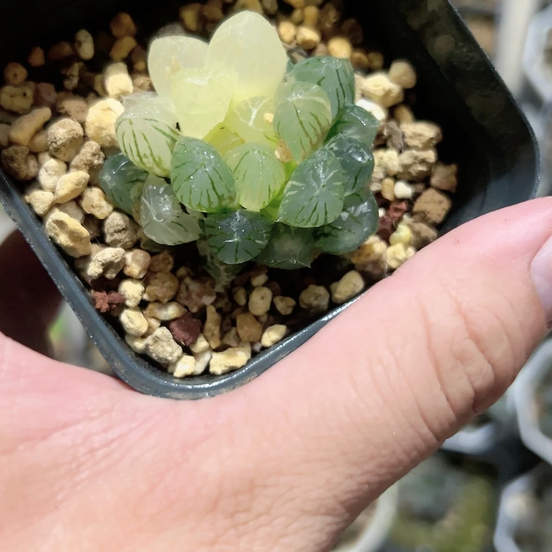 Om锦十二卷多肉植物