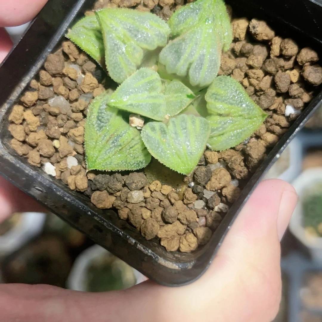 葵姬寿十二卷多肉植物满