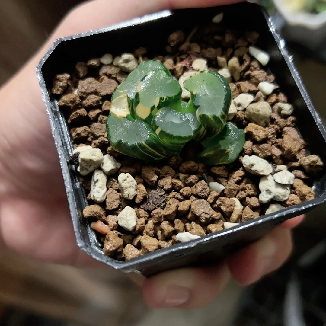 透镜万象锦十二卷多肉植物