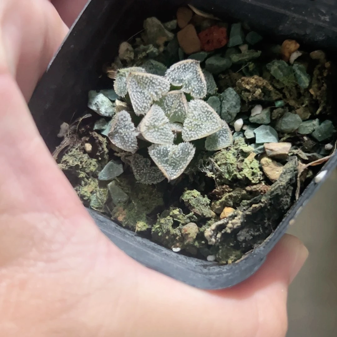 乙姬寿十二卷多肉植物
