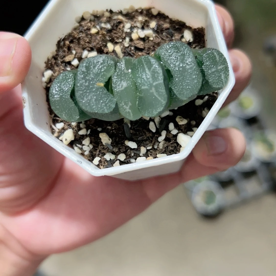 花昙玉扇十二卷多肉植物满