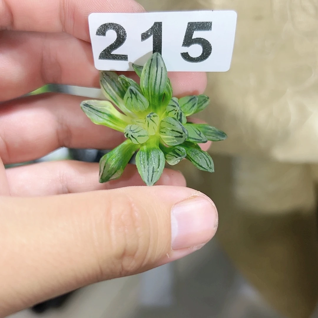 红红火火恍恍惚惚