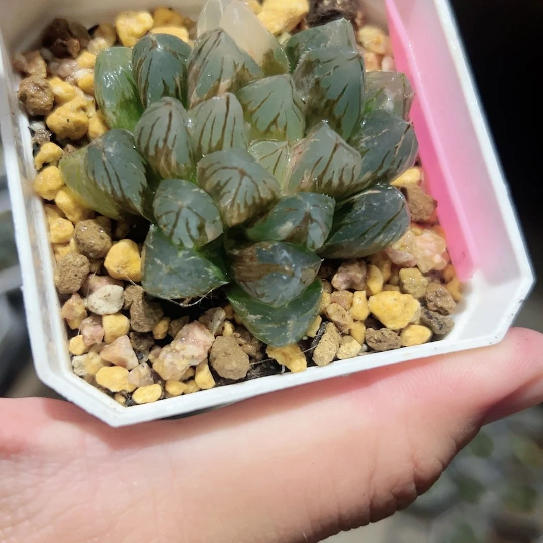 龙爪锦十二卷多肉植物满