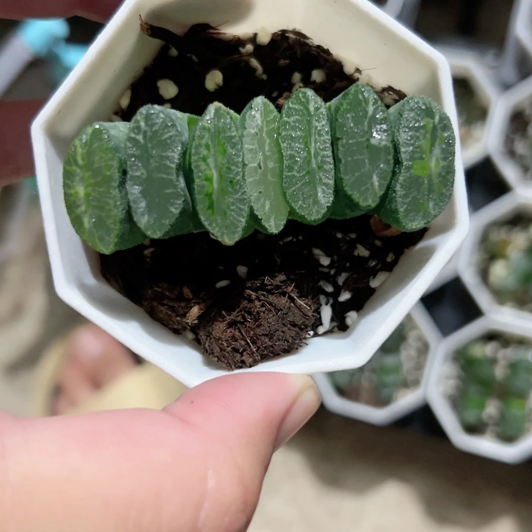 电影玉扇十二卷多肉植物