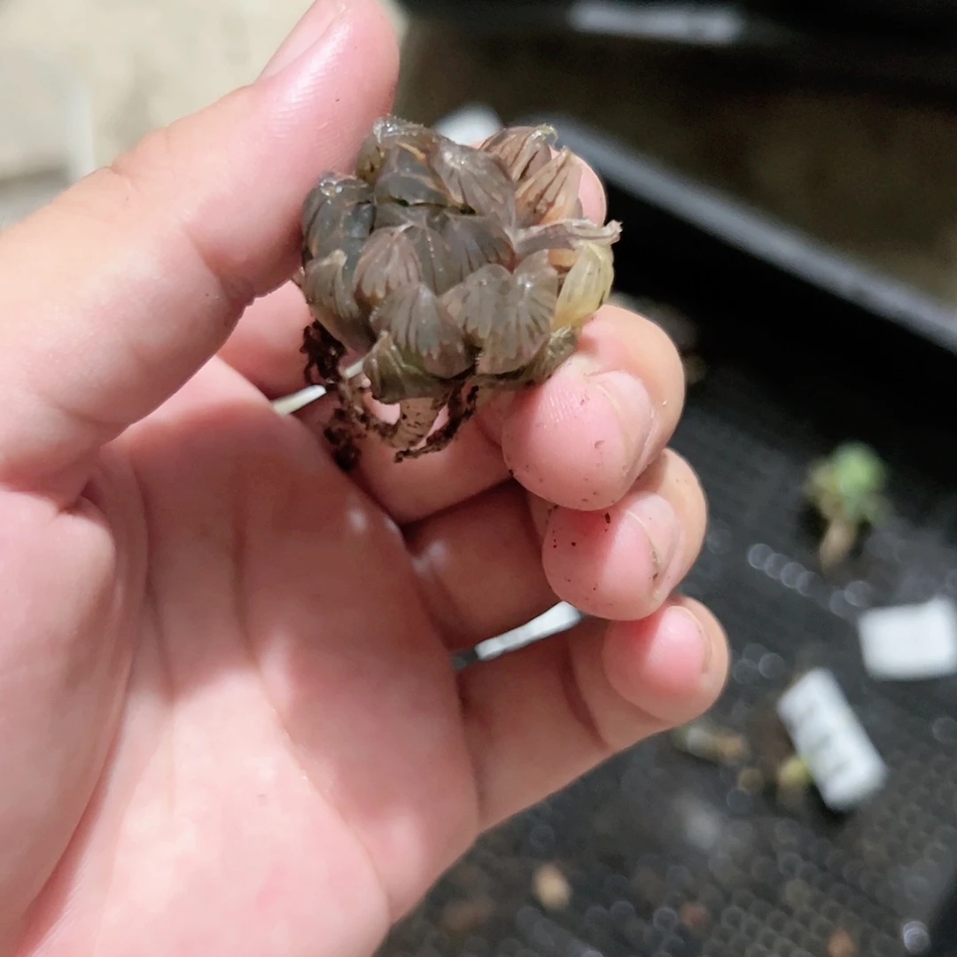 霓虹灯锦十二卷多肉植物满