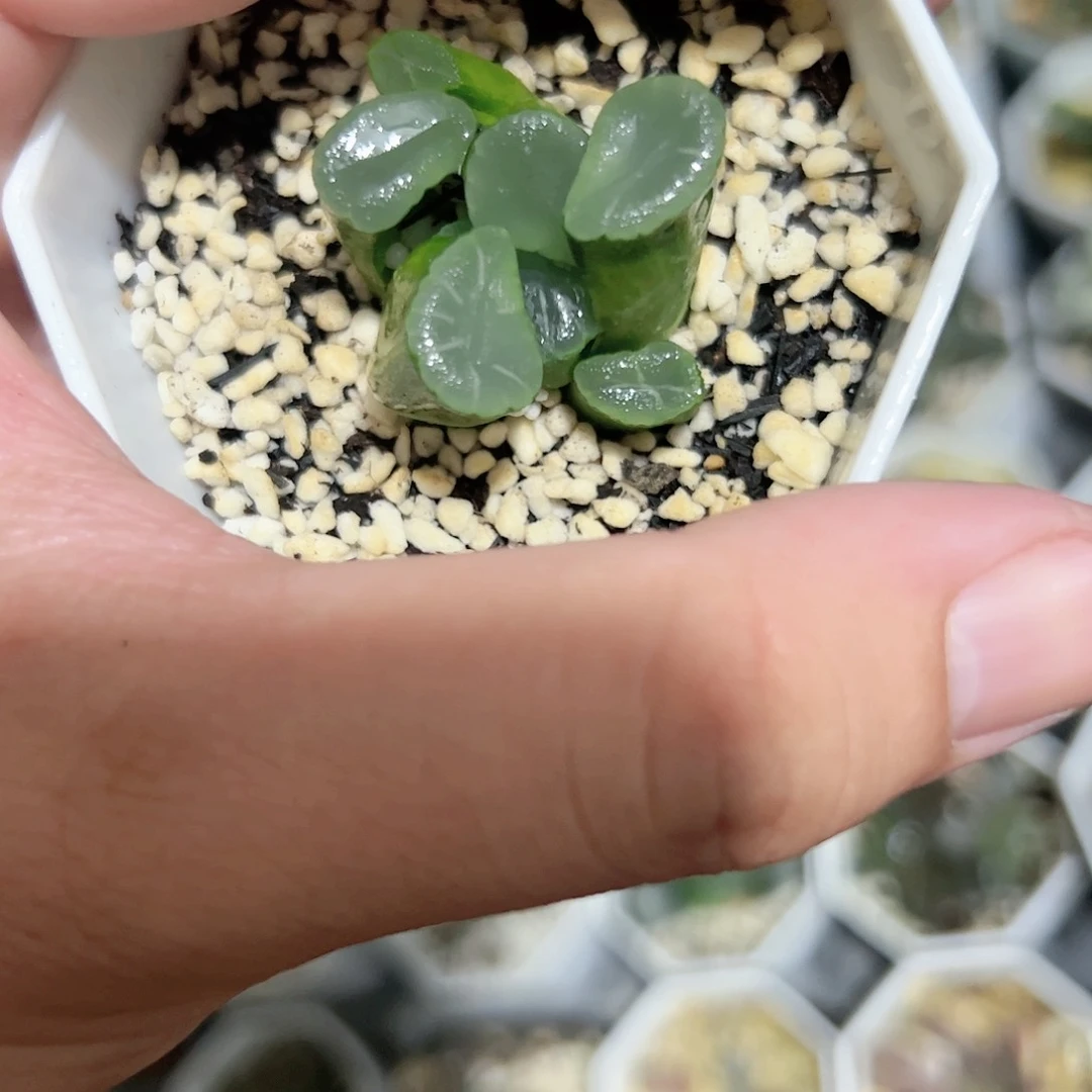 白瓷万象十二卷多肉植物满