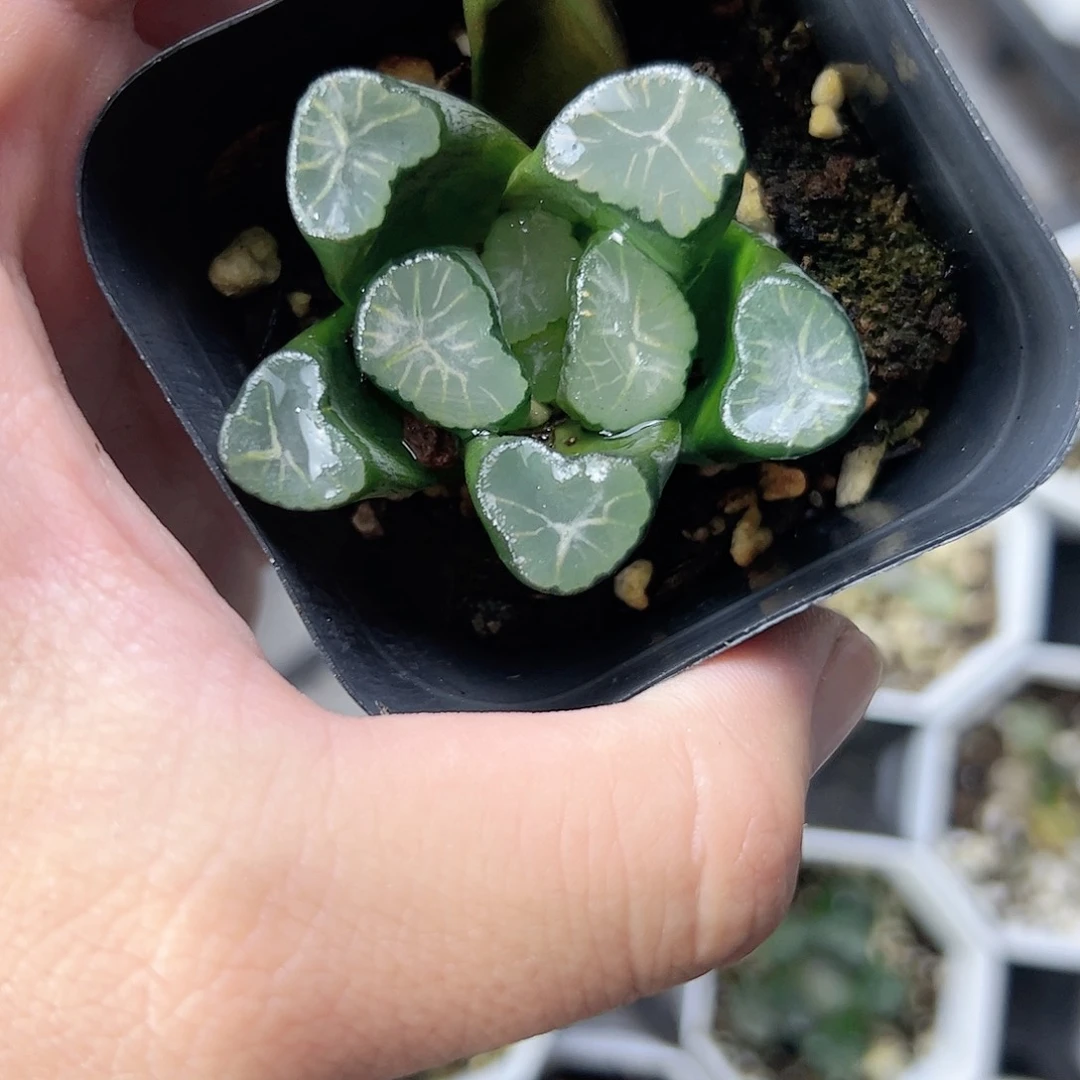 稻妻万象十二卷多肉植物满