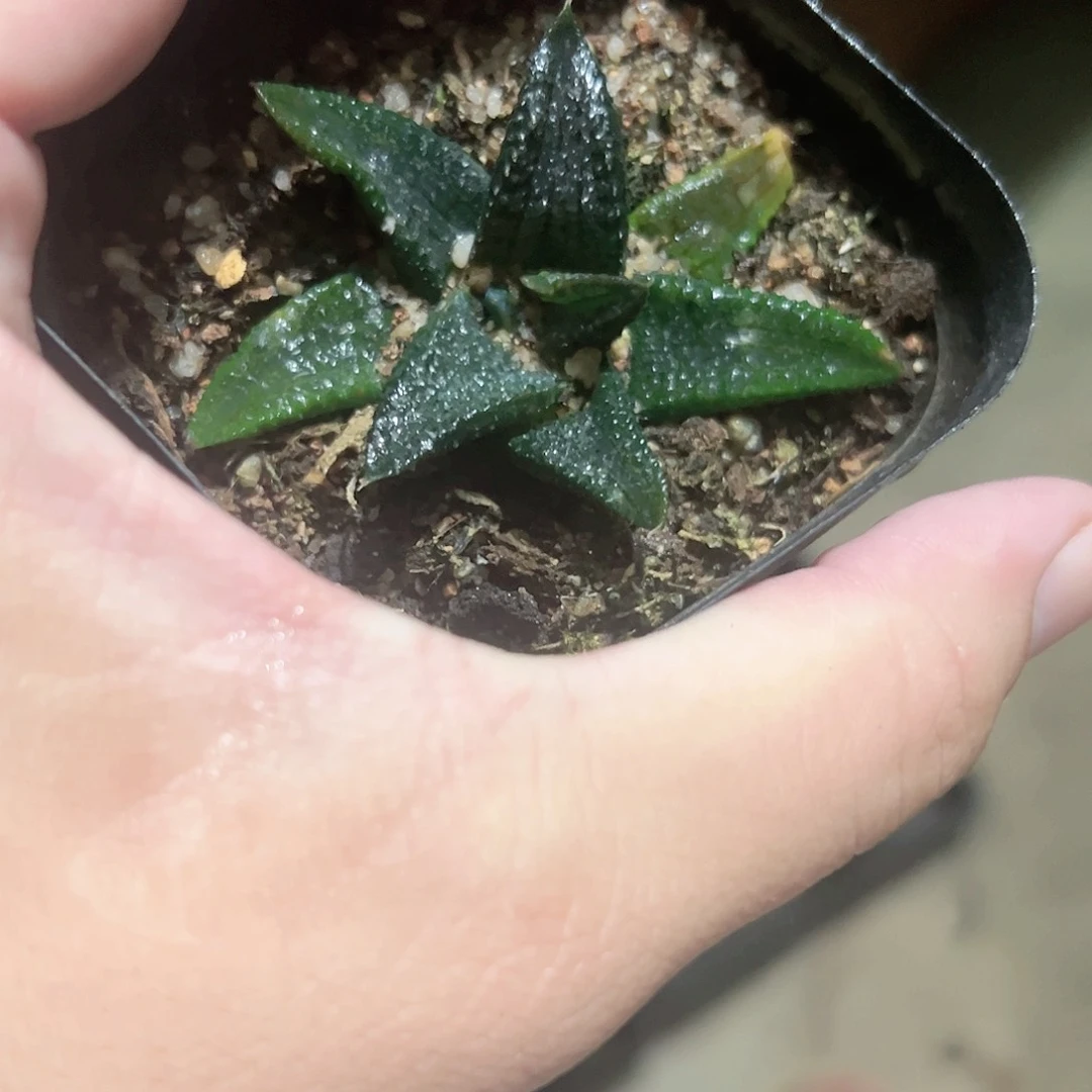 黑王硬叶寿十二卷多肉