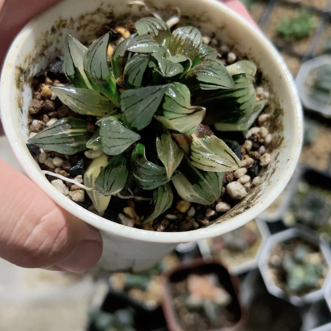 西瓜寿锦十二卷多肉植物满