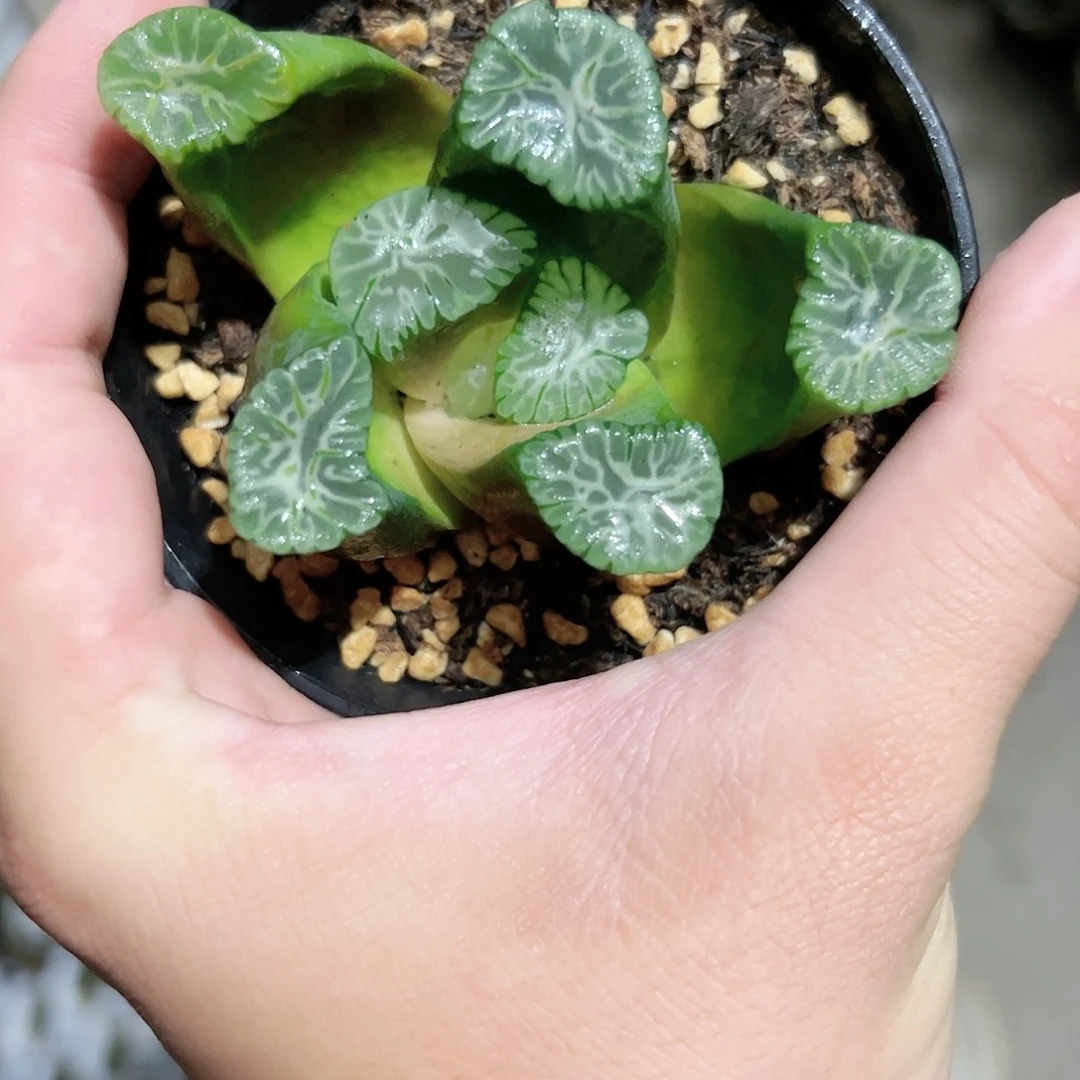 三色万象十二卷多肉植物满