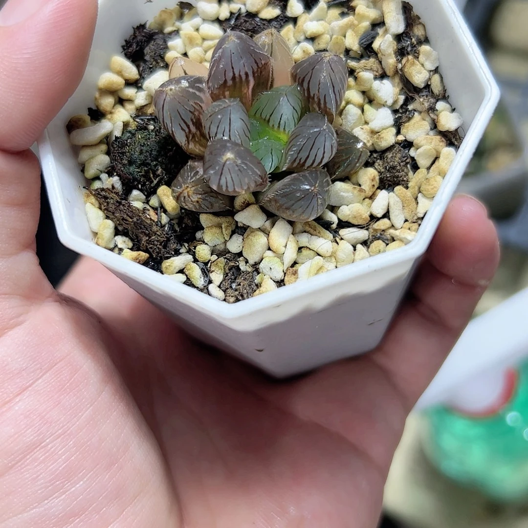 蓝镜锦十二卷多肉植物
