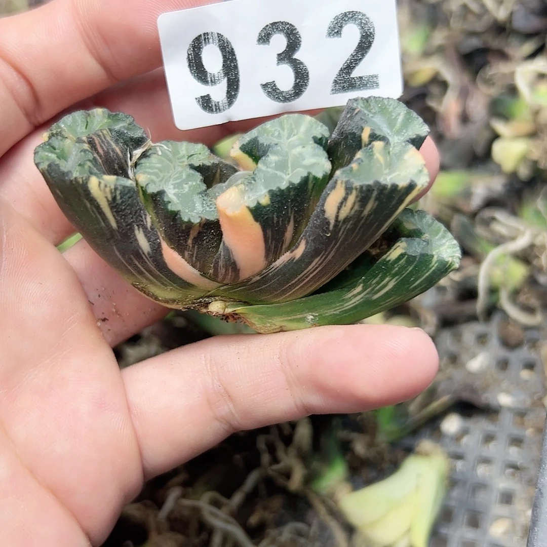 红红火火恍恍惚惚