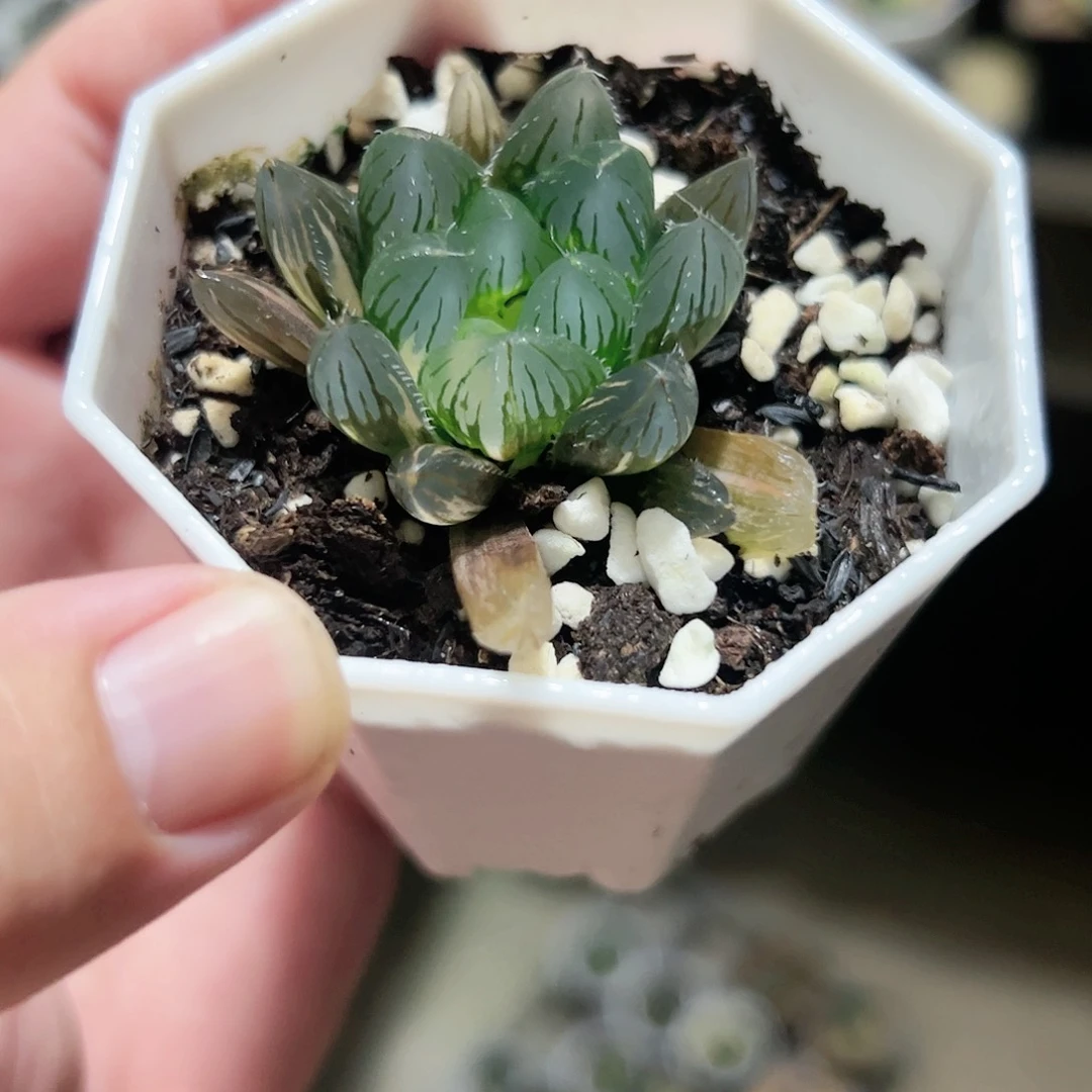实生玉露锦十二卷多肉植物