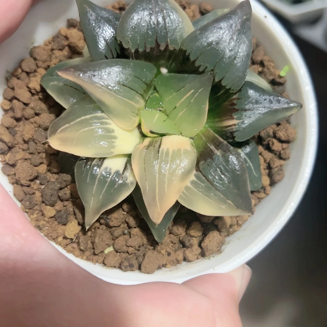 红纹寿锦十二卷多肉植物满