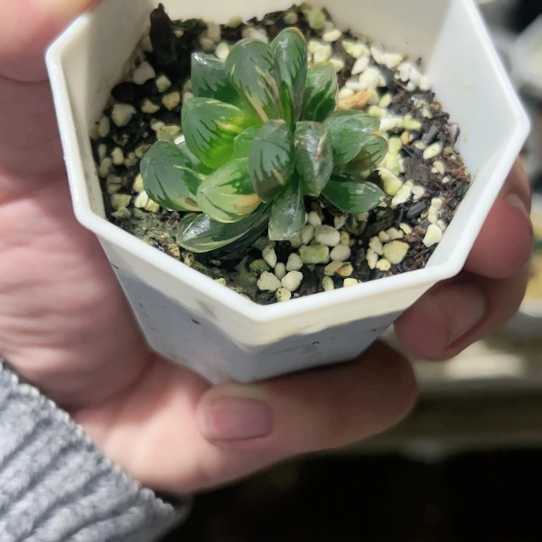 老川锦十二卷多肉植物满