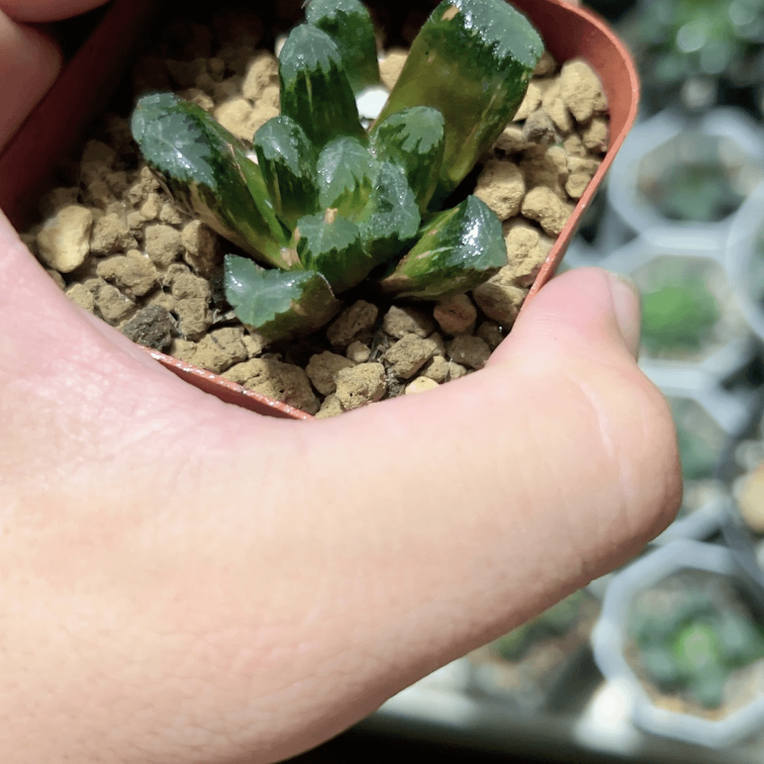 玉万锦十二卷多肉植物