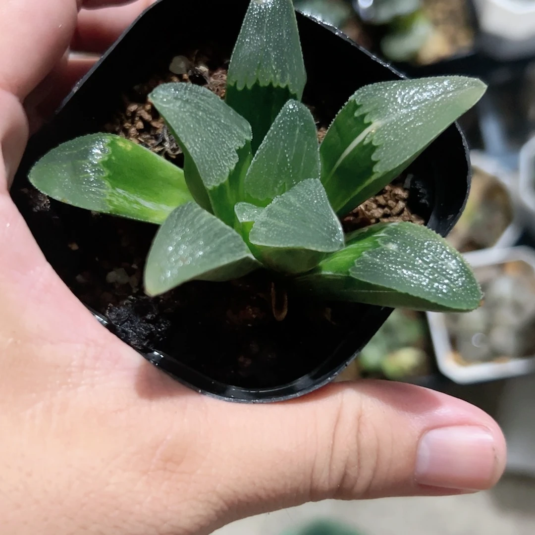 蓝光锦十二卷多肉植物满