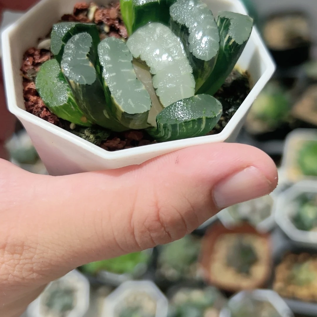 终极蓝杂隼锦十二卷多肉植物