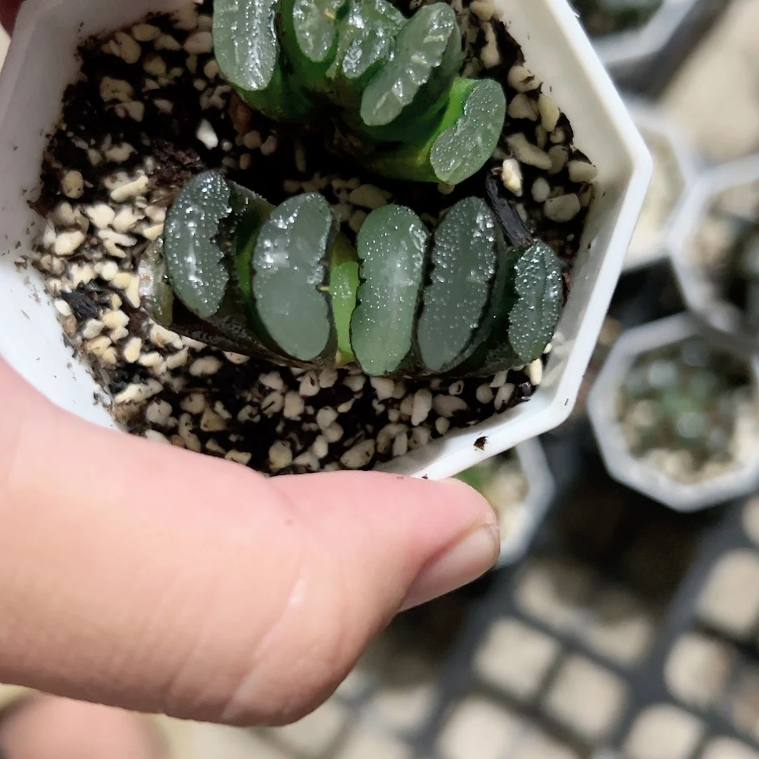 隼玉扇十二卷多肉植物满