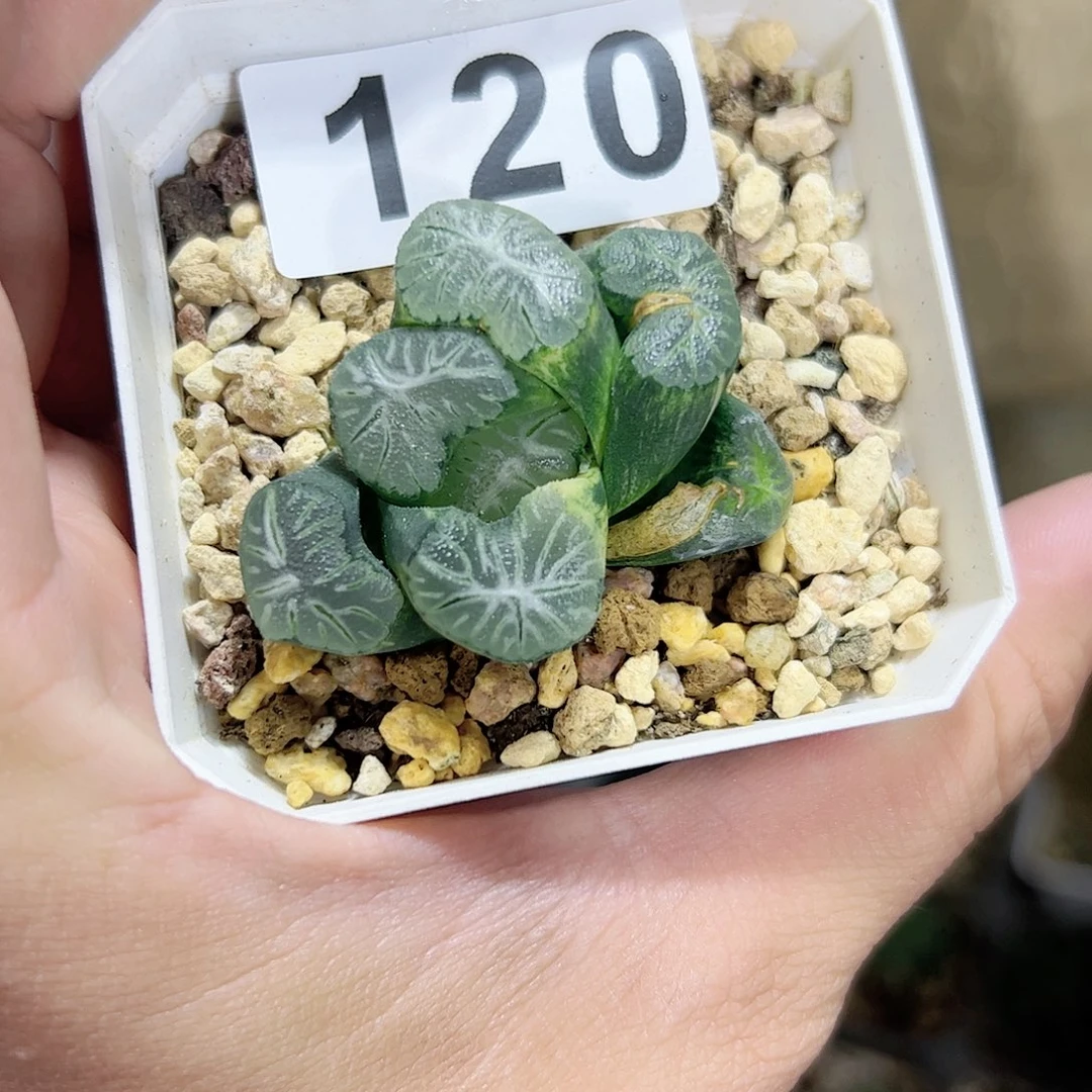 花菱锦十二卷多肉植物