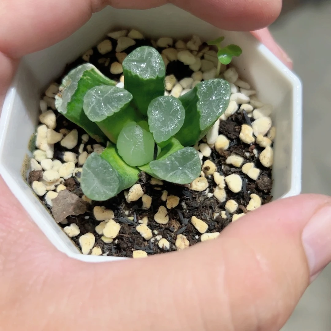 千禧年万象十二卷多肉植物