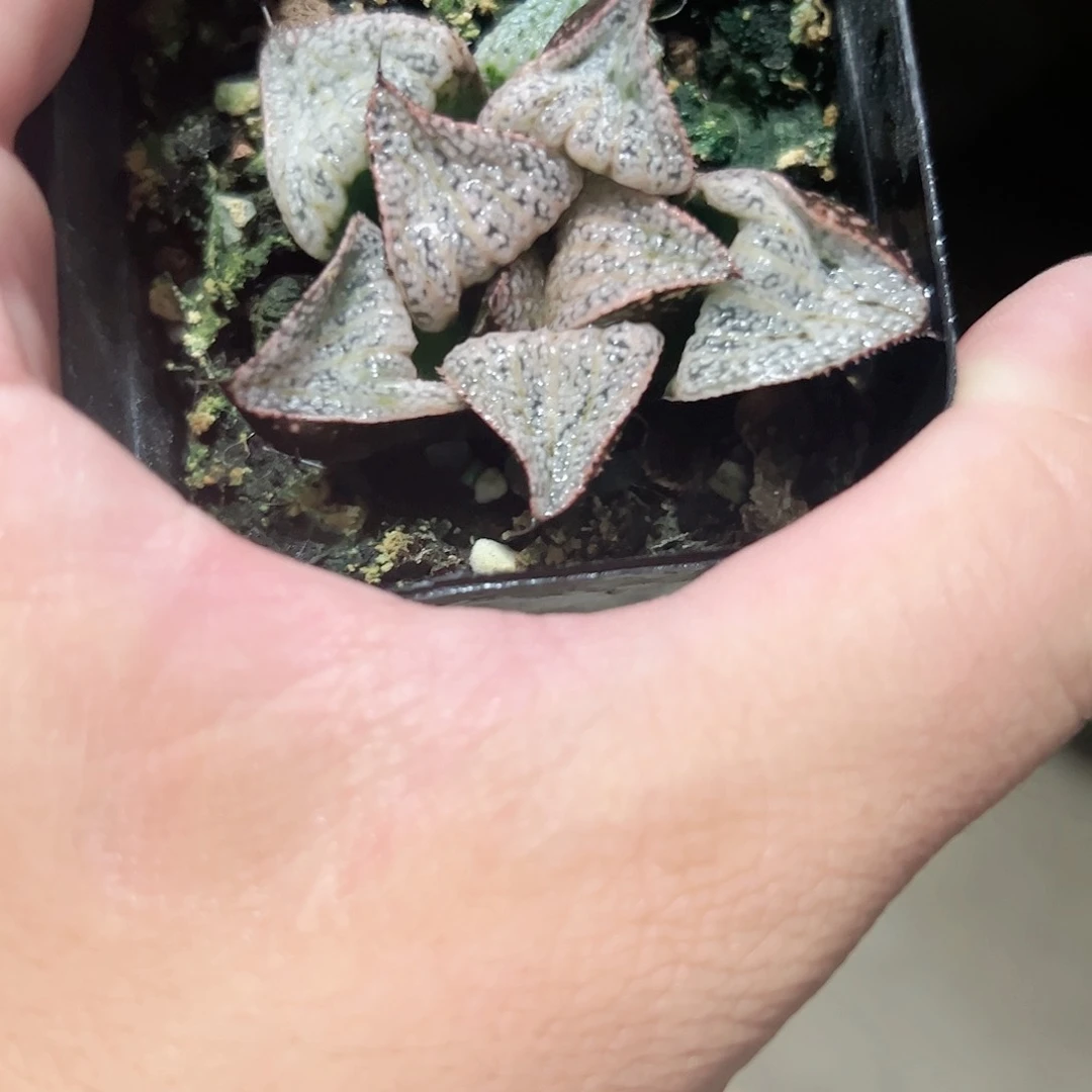 泰姬陵十二卷多肉植物满