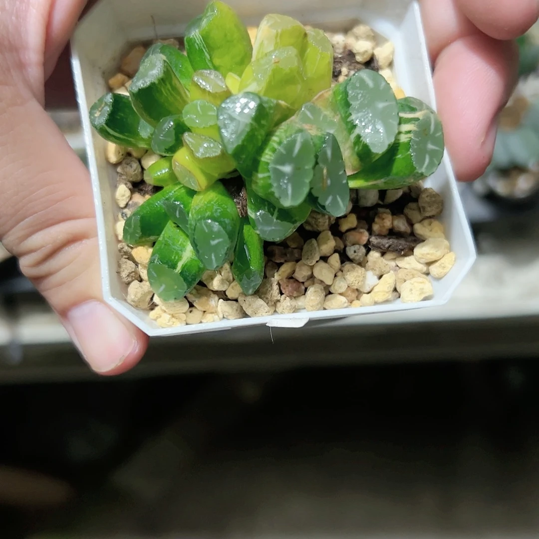 Om锦十二卷多肉植物