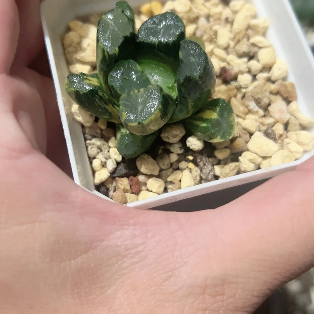 清万象锦十二卷多肉植物满