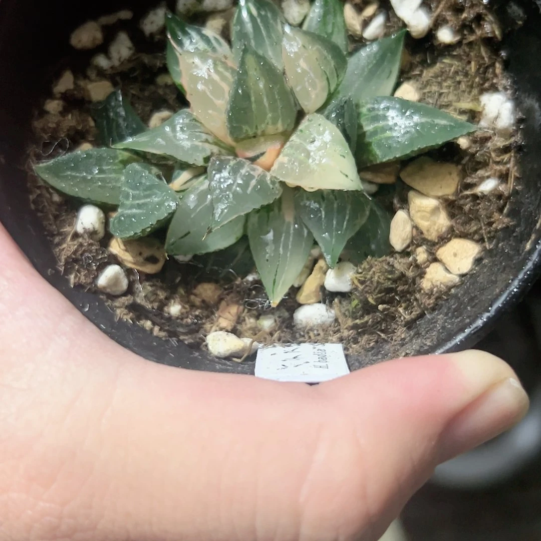 酒吞童子锦十二卷多肉植物满