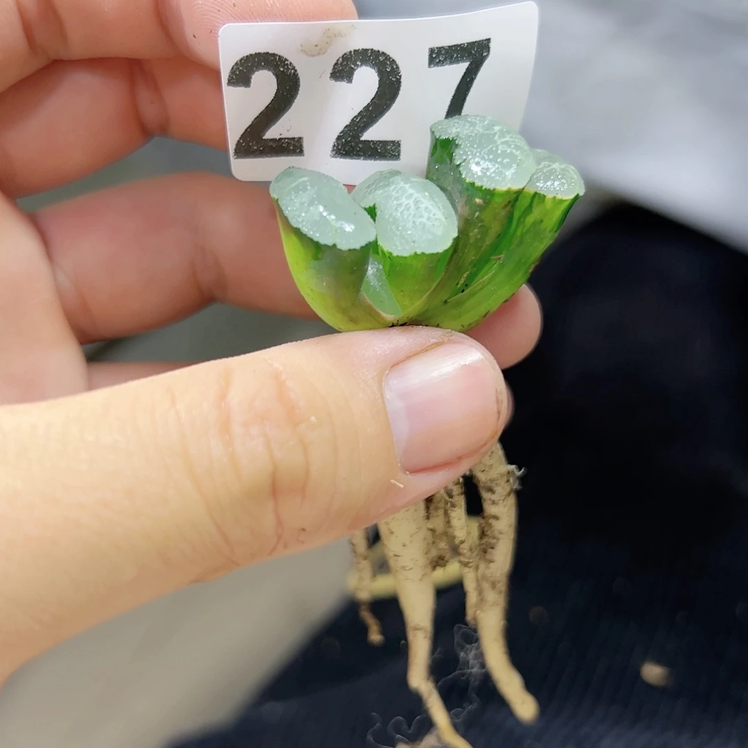 红红火火恍恍惚惚