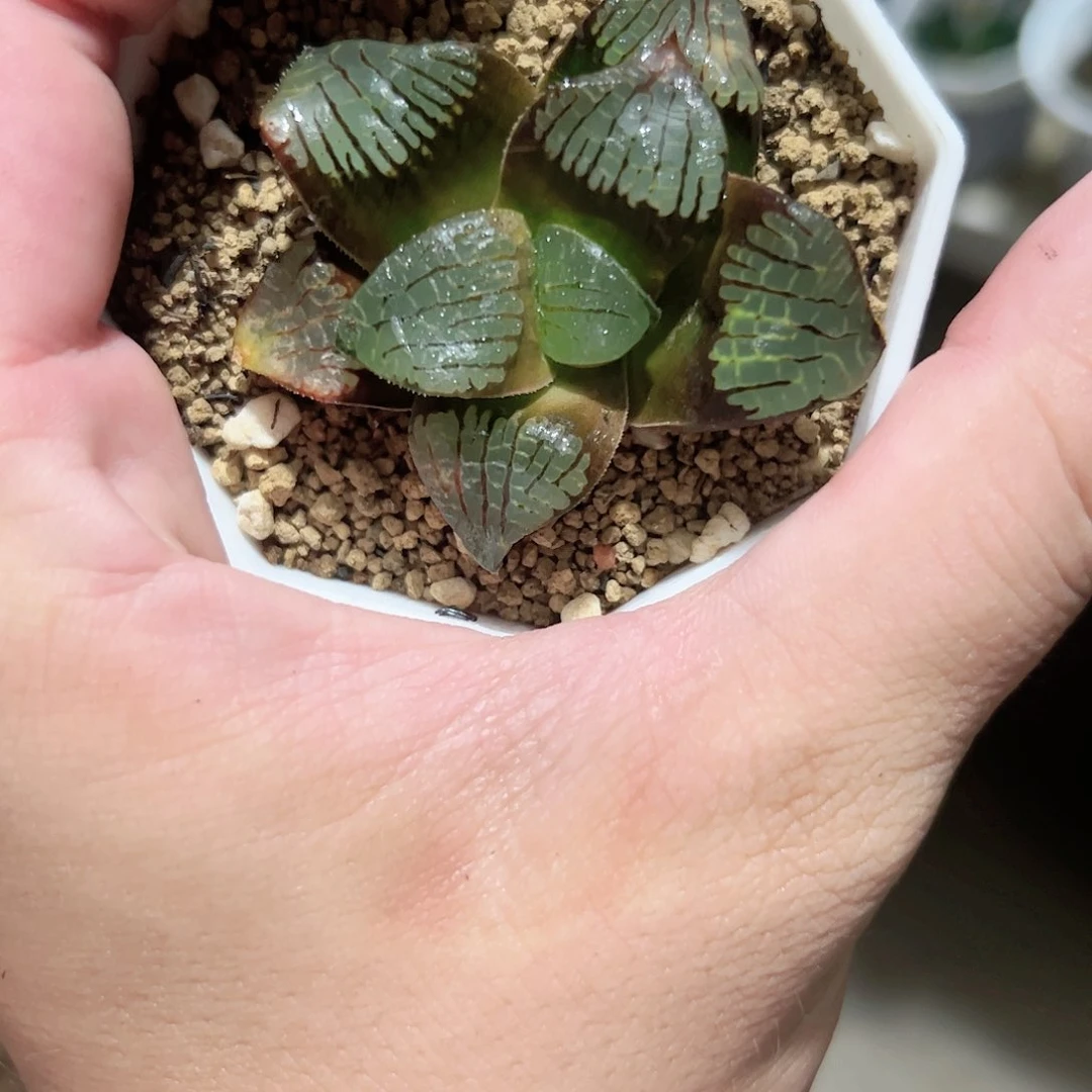 实生史扑十二卷多肉植物满